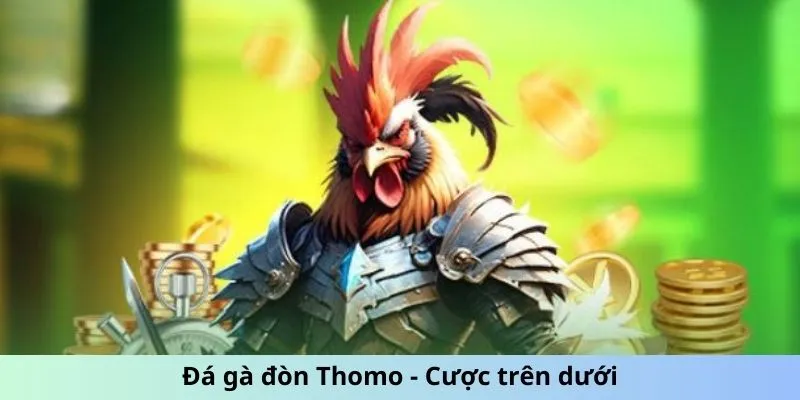 Đá gà đòn Thomo - Cược trên dưới