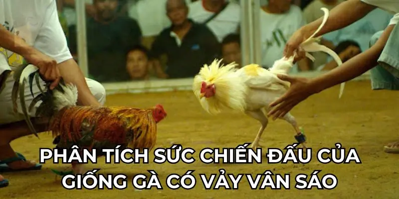 Phân tích sức chiến đấu của giống gà có vảy vân sáo