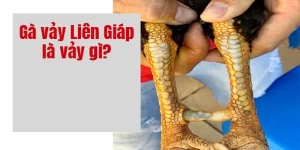 Vảy liên giáp